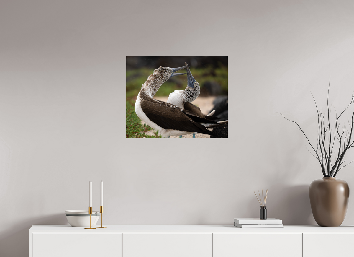 25 x 20″, ChromeLuxe HD Metal Print Blue Footed Boobies