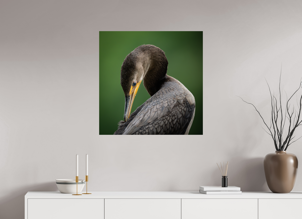 30 x 30″, Fine Art Print on Hahnemühle Baryta Double-crested Cormorant