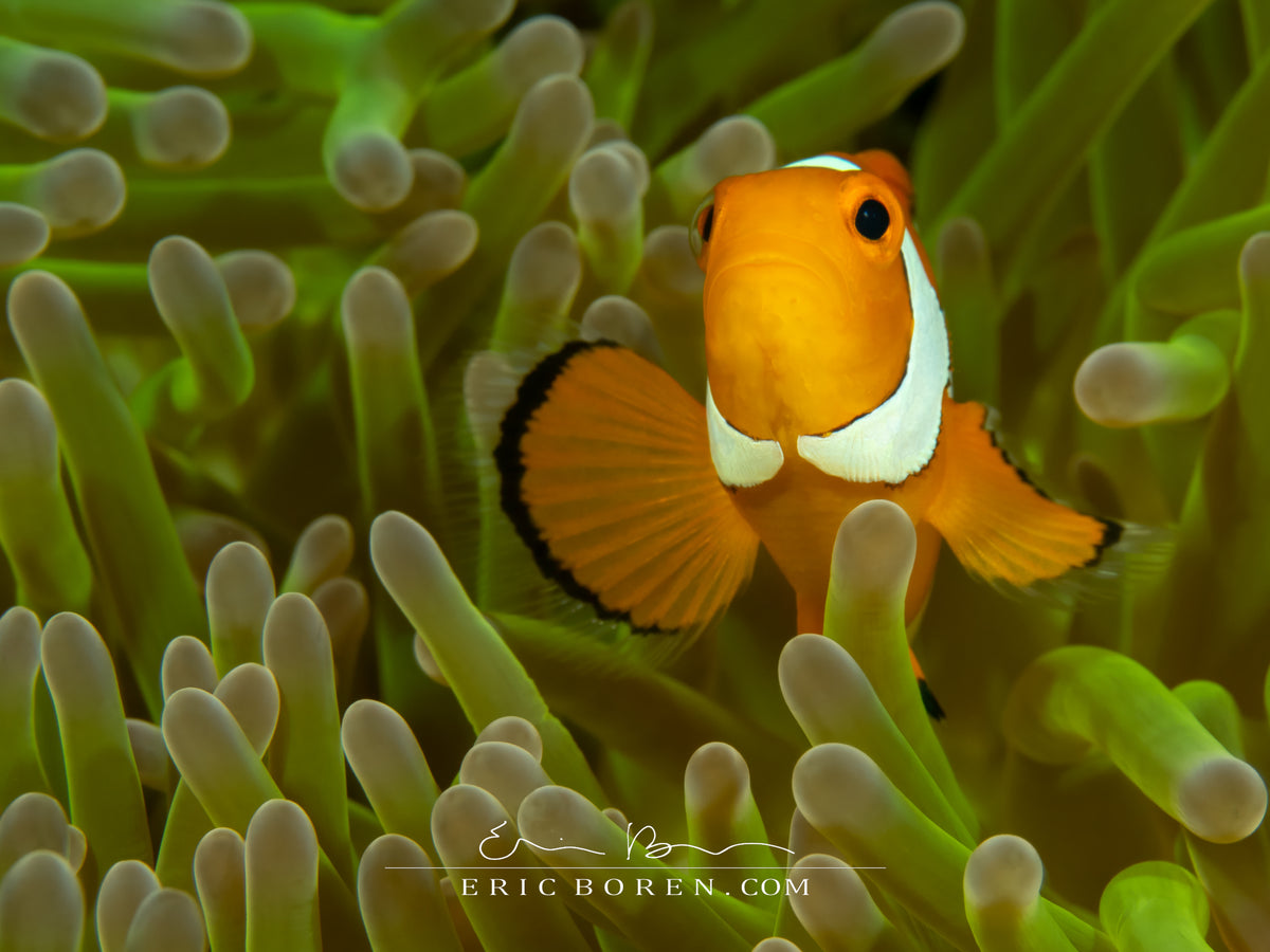 Clownfish