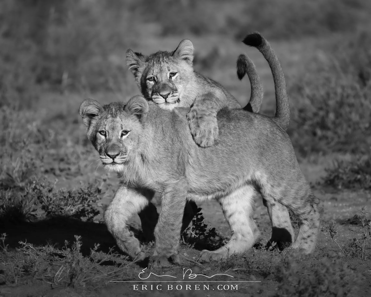 Cubs at Play