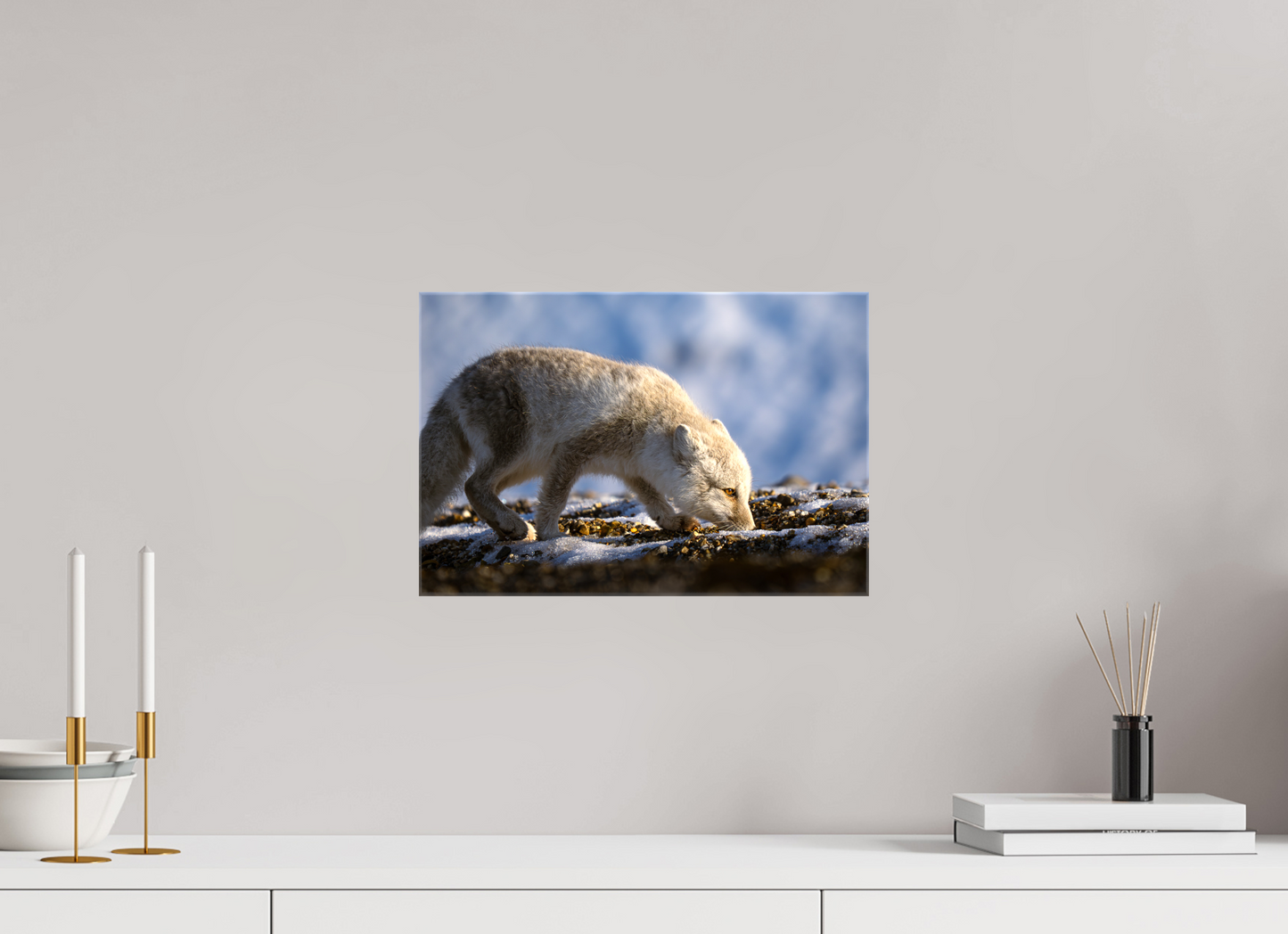 15 x 10″, Glossy Canvas with Wrapped Edges Arctic Fox Sniffing, 15x10