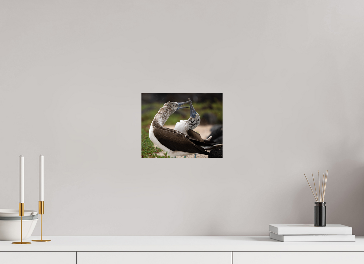 10 x 8″, Budget Print on Fuji Crystal DP II Blue Footed Boobies
