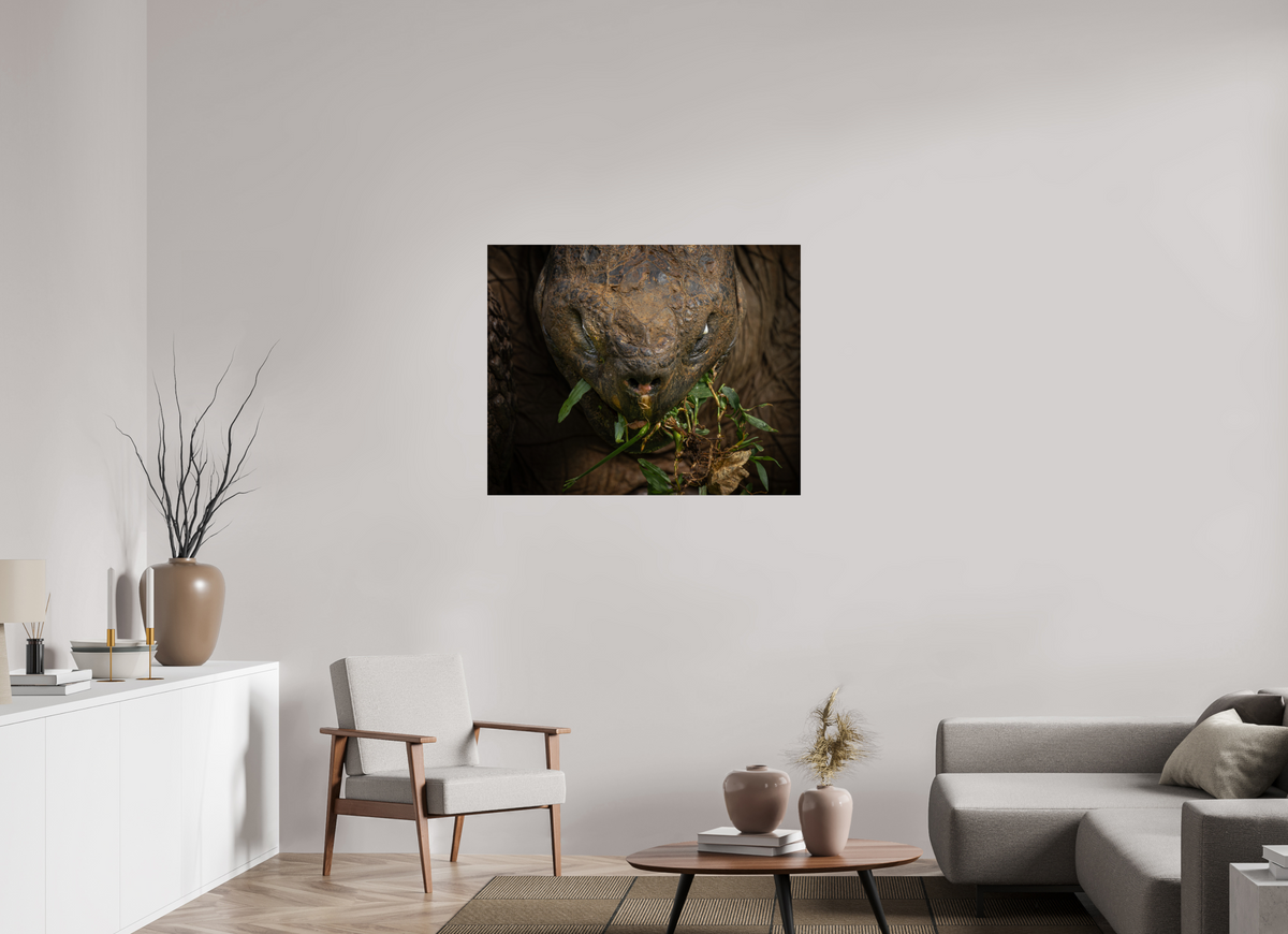 40 x 32″, Fine Art Print on Hahnemühle Baryta Galapagos Giant Tortoise