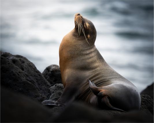 Sea Lion
