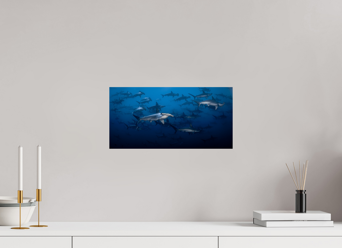 16 x 8″, ChromeLuxe HD Metal Print Hammerhead Sharks