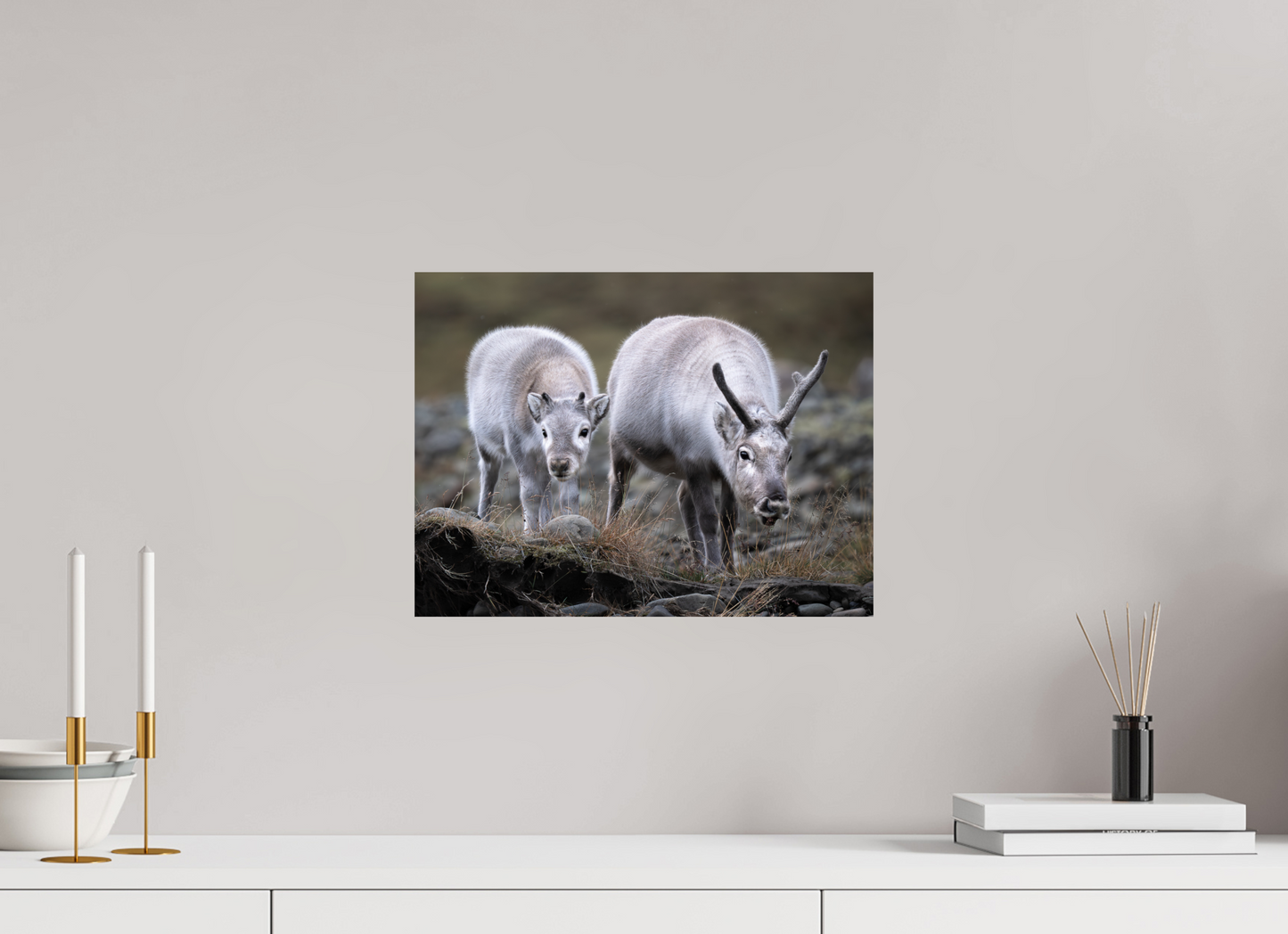 16 x 12″, Fine Art Print on Hahnemühle Baryta Reindeer Mother and Calf, 16x12