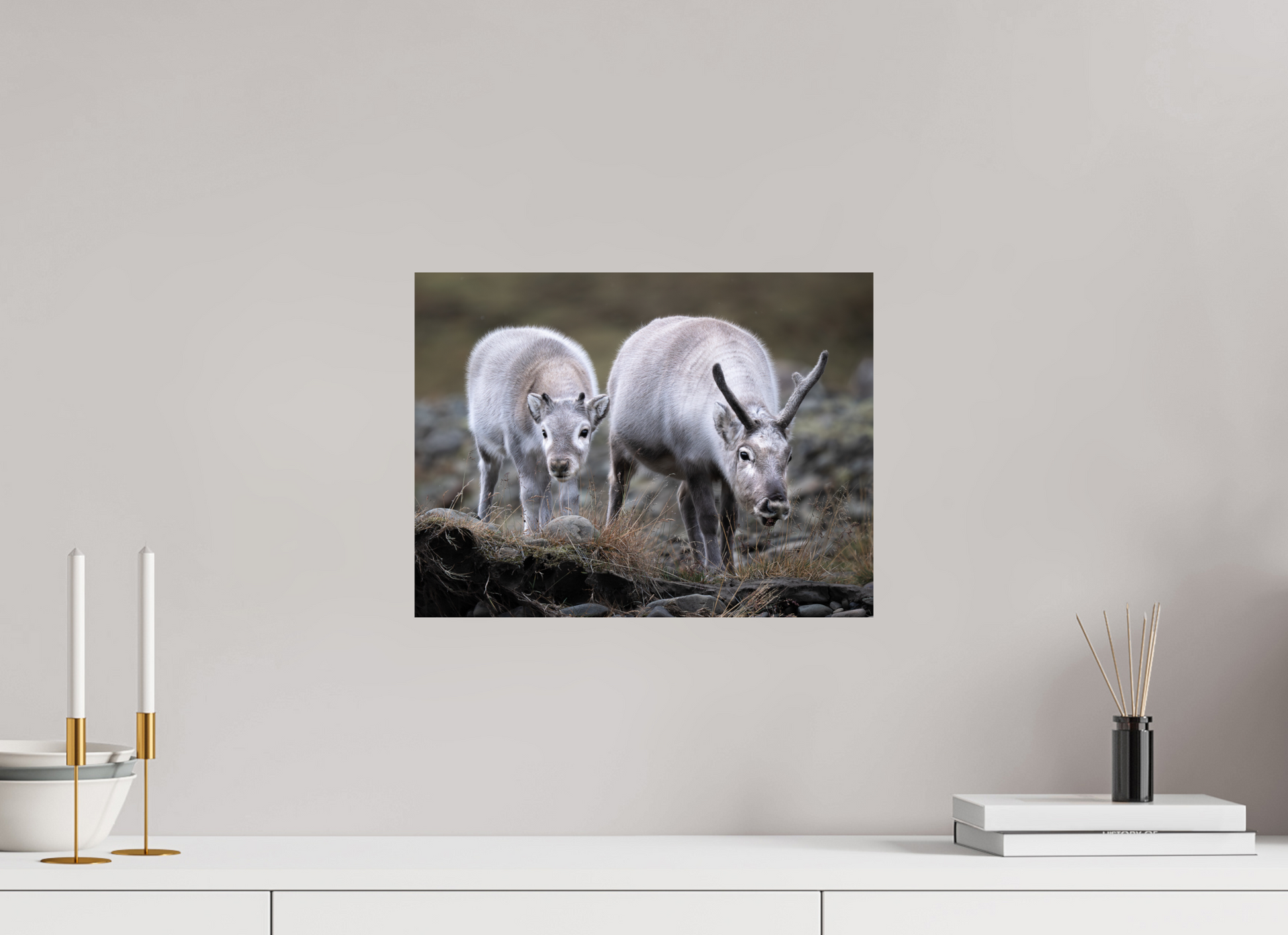 16 x 12″, Fine Art Print on Hahnemühle Baryta Reindeer Mother and Calf, 16x12