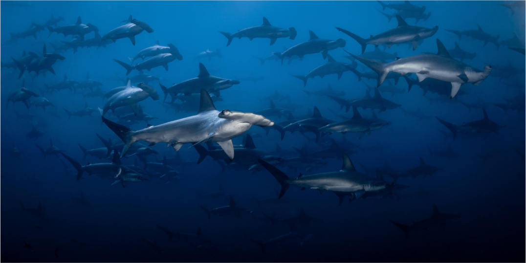 Hammerhead Sharks
