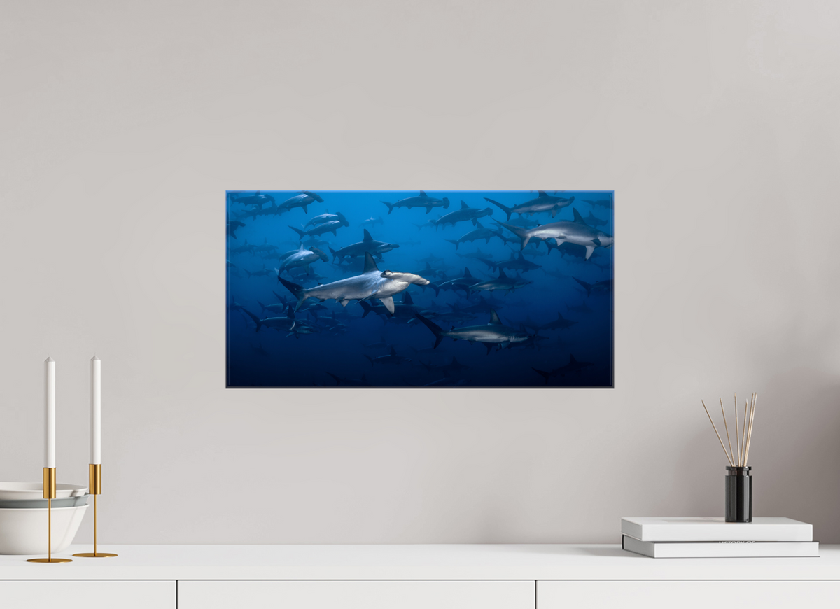 20″ x 10″, Glossy Canvas with Wrapped Edges Hammerhead Sharks