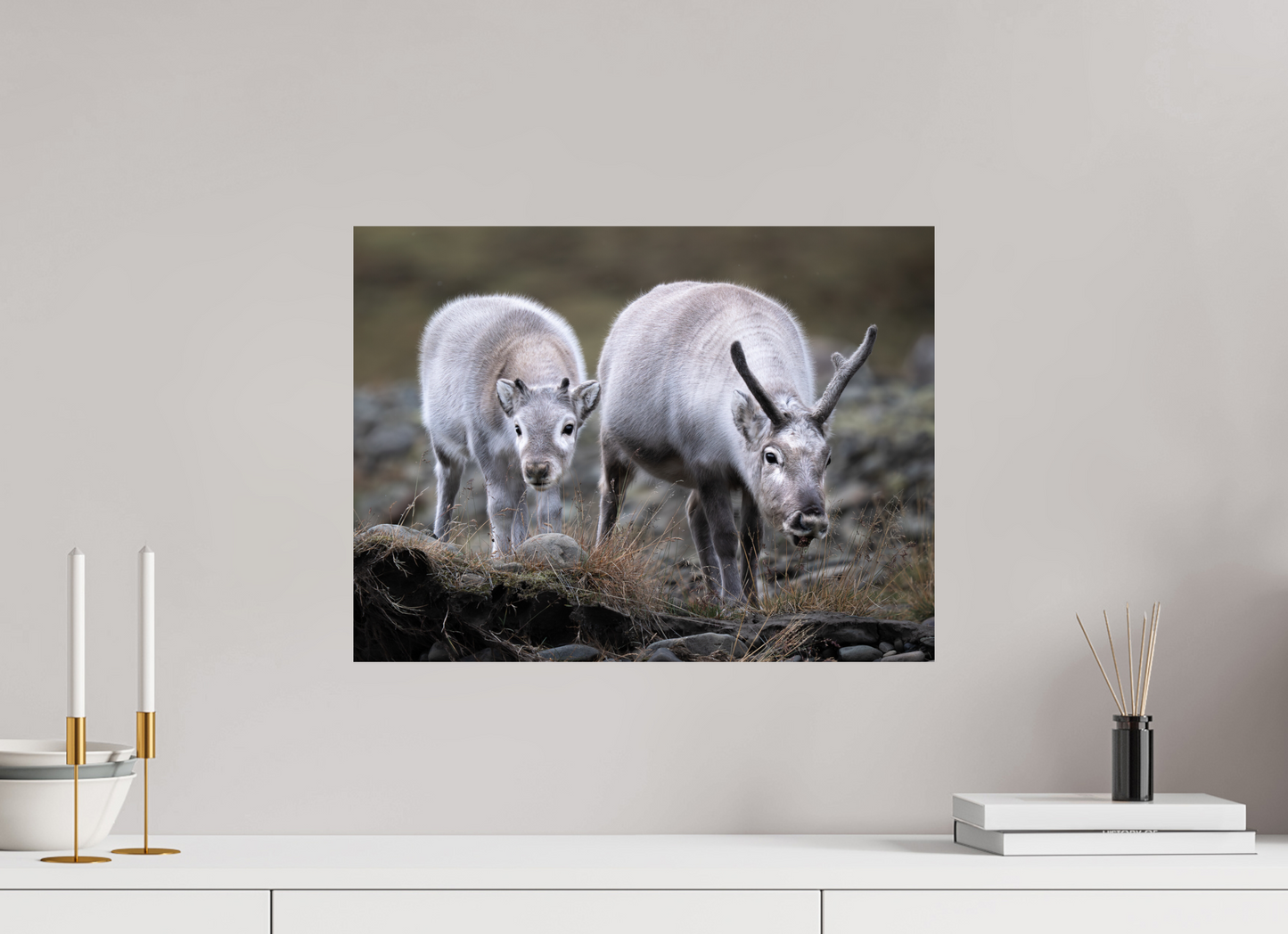 20 x 15″, ChromeLuxe HD Metal Print Reindeer Mother and Calf, 20x15
