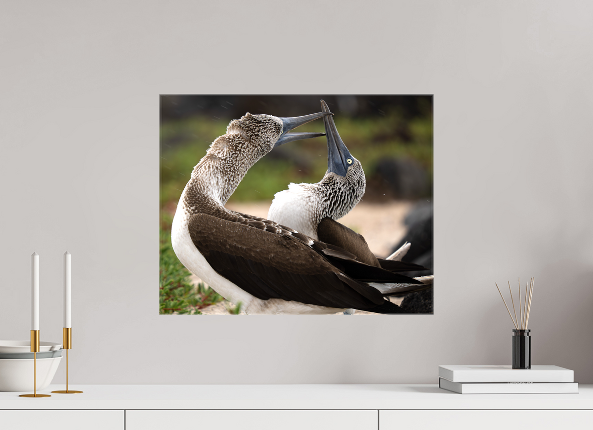 20 x 16″, Glossy Canvas with Wrapped Edges Blue Footed Boobies