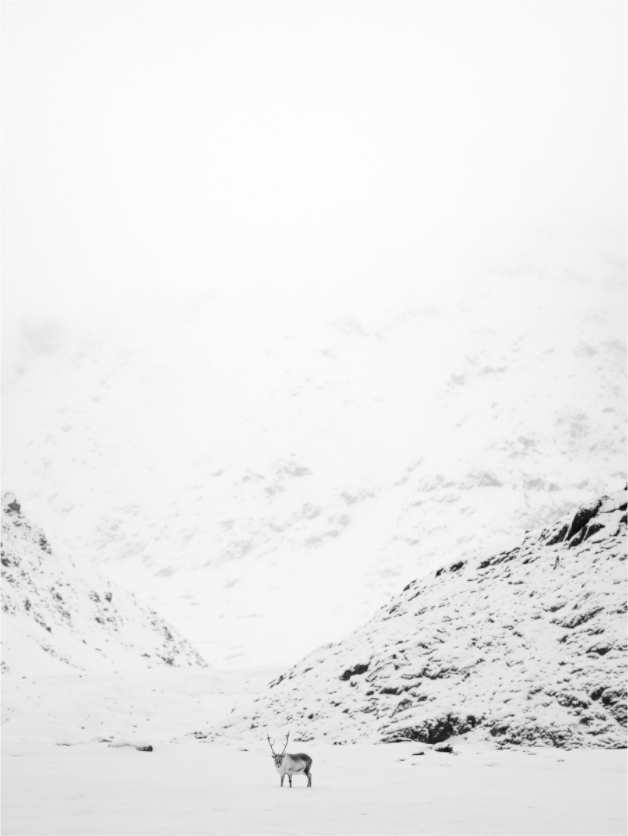 Main image Reindeer on the Mountain, 9x12