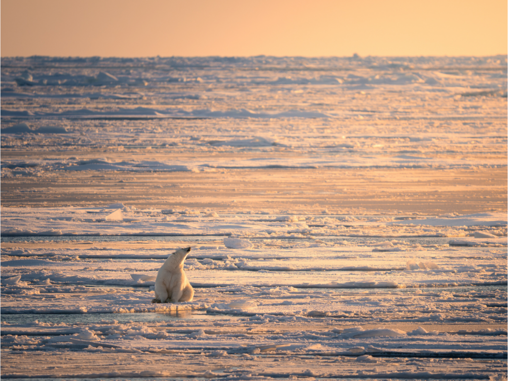 Main image Polar Bear at Sunset, 16x12