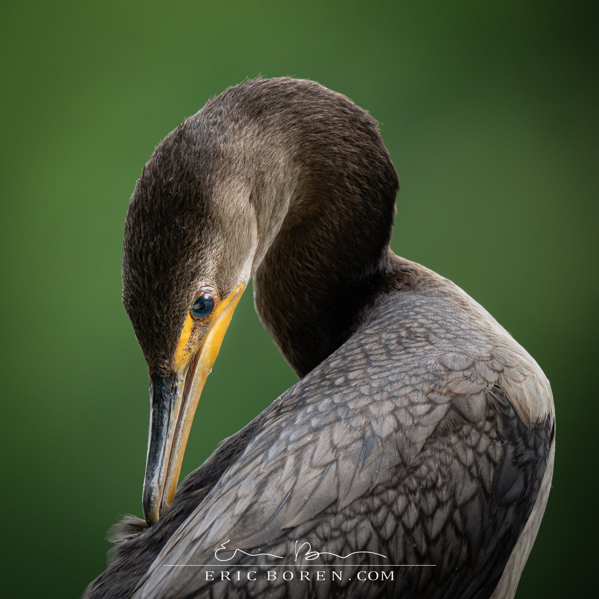 Double-crested Cormorant