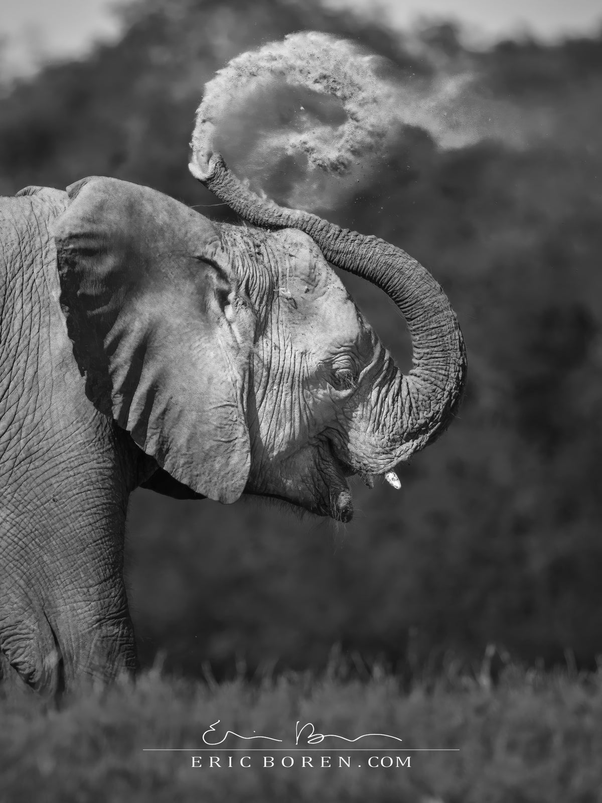 Dust Bath