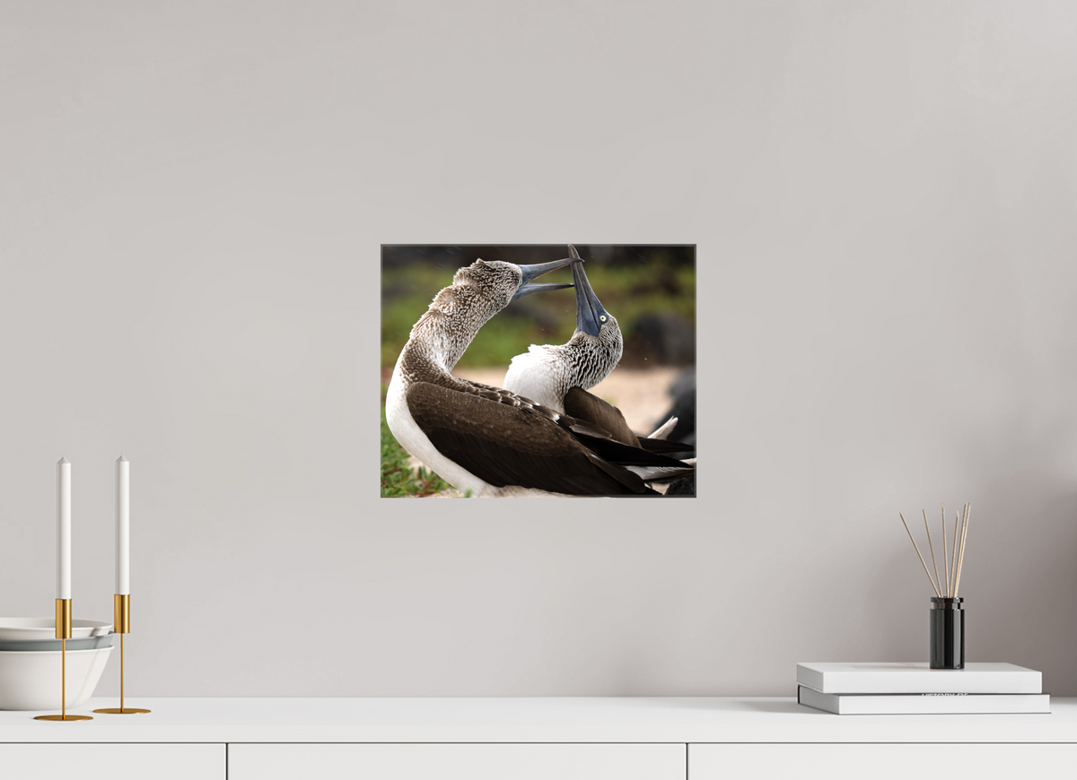 12.5″ x 10″, Glossy Canvas with Wrapped Edges Blue Footed Boobies
