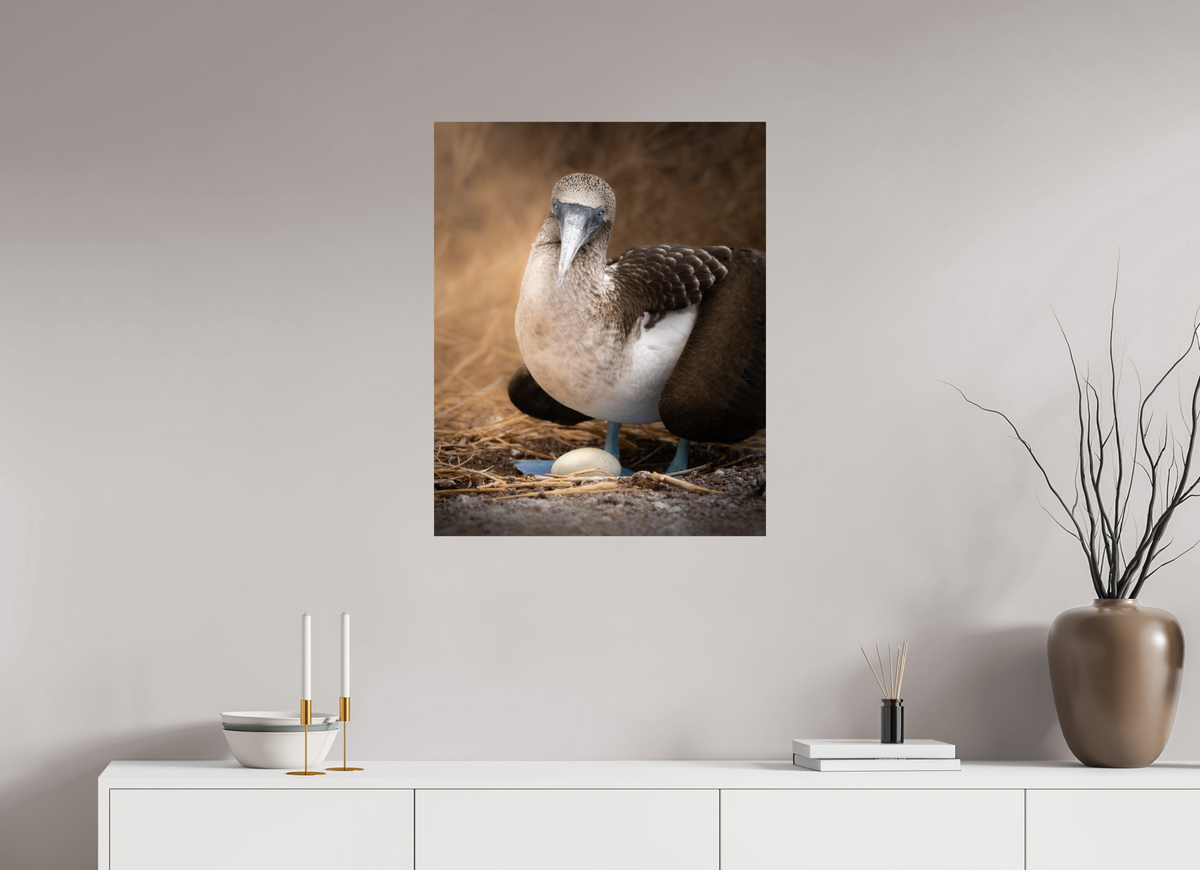 24 x 30″, ChromeLuxe HD Metal Print Blue Footed Booby with Egg