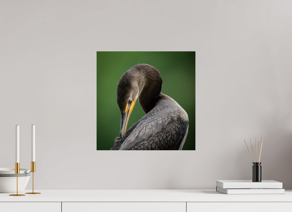 15 x 15″, ChromeLuxe HD Metal Print Double-crested Cormorant