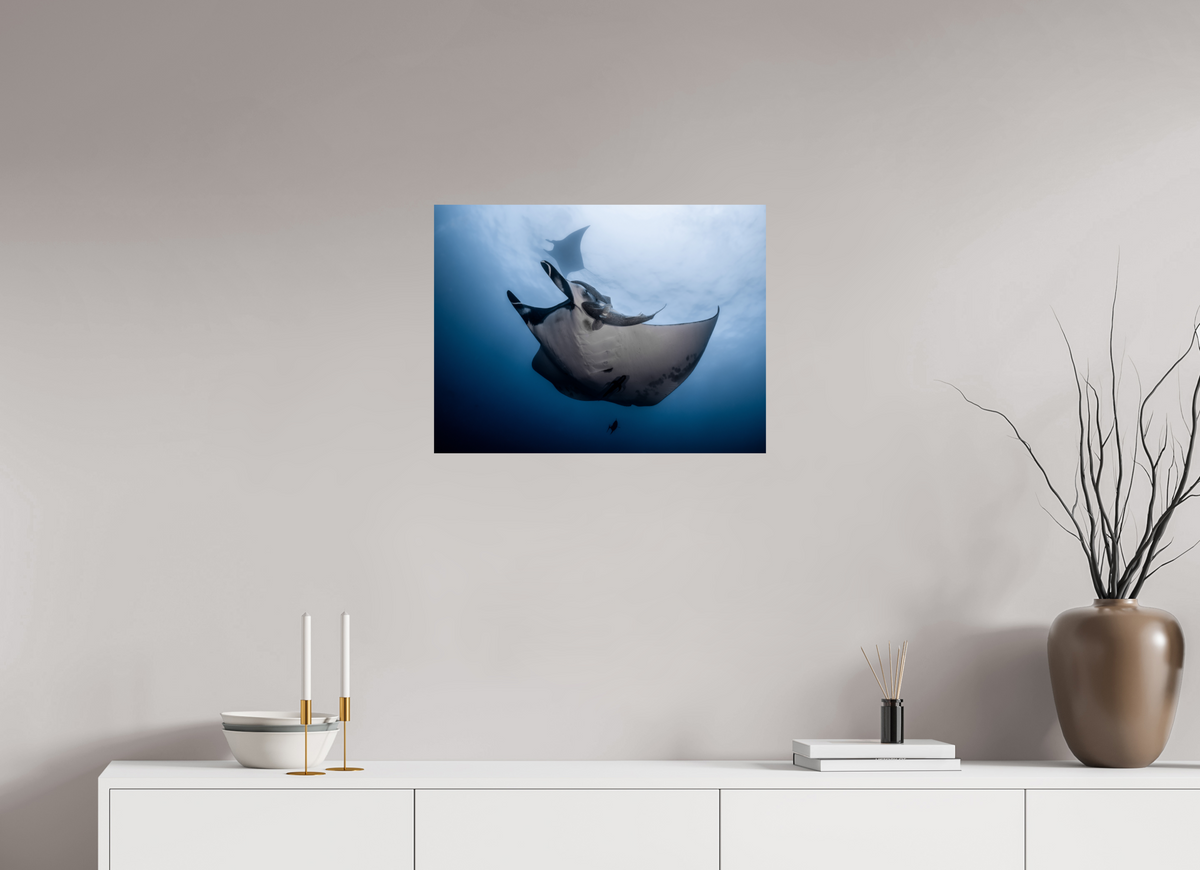 24 x 18″, ChromeLuxe HD Metal Print Manta Ray