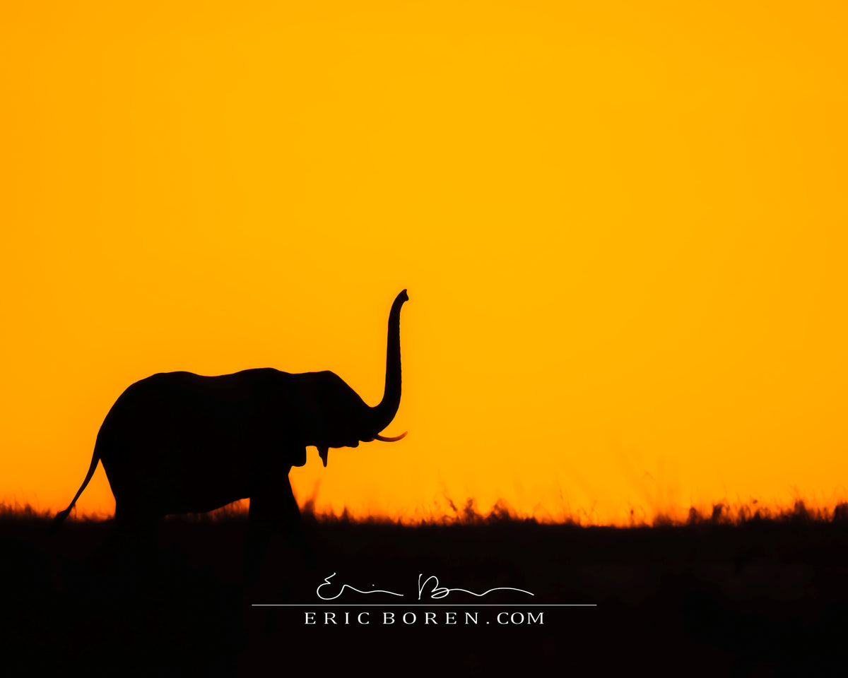 Elephant Sillhouette