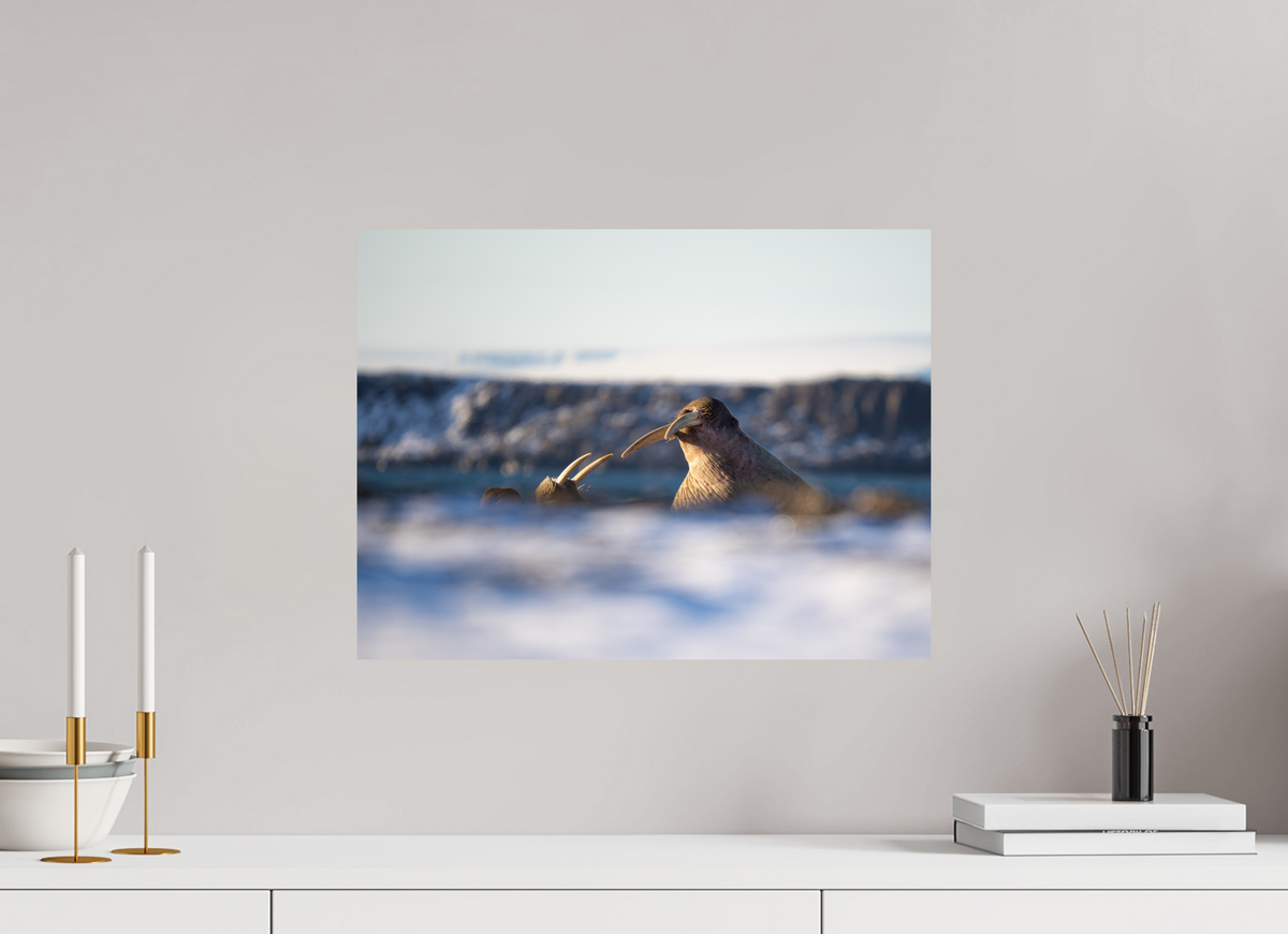 20 x 15″, Budget Print on Fuji Crystal DP II Walrus Sandwich