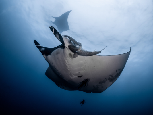 Manta Ray