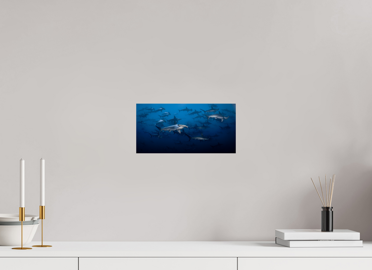 12″ x 6″, Budget Print on Fuji Crystal DP II Hammerhead Sharks