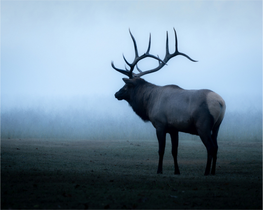 Elk in Fog
