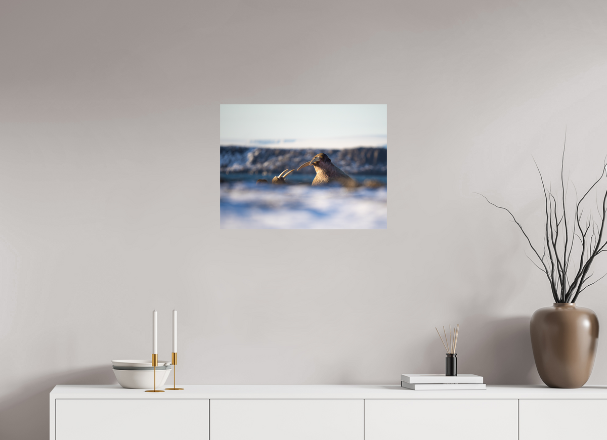 24 x 18″, Fine Art Print on Hahnemühle Baryta Walrus Sandwich