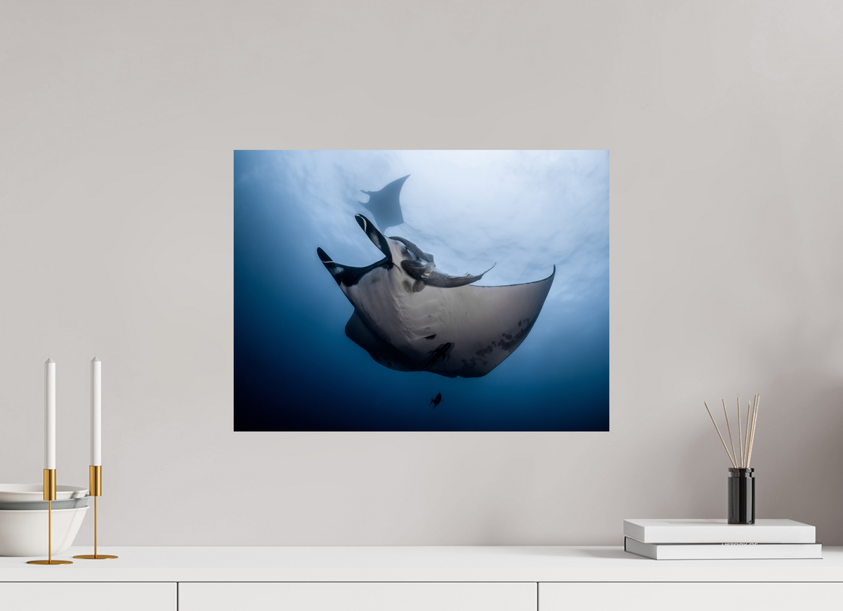 20 x 15″, Fine Art Print on Hahnemühle Baryta Manta Ray