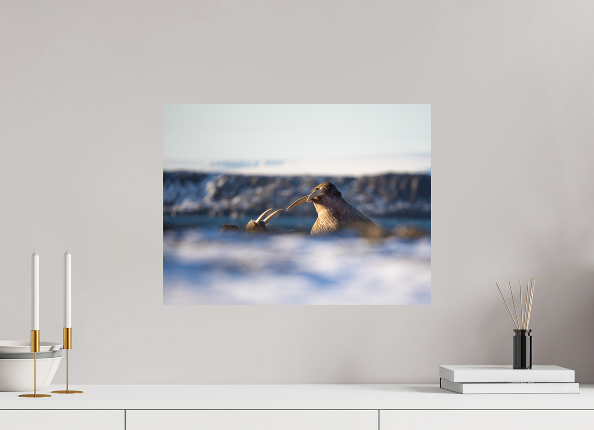 20 x 15″, ChromeLuxe HD Metal Print Walrus Sandwich