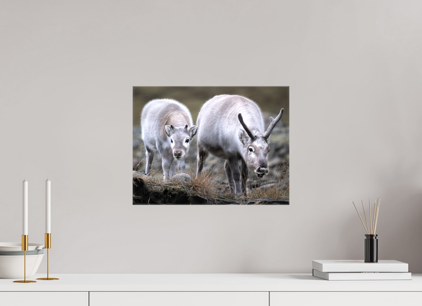 16 x 12″, Glossy Canvas with Wrapped Edges Reindeer Mother and Calf, 16x12