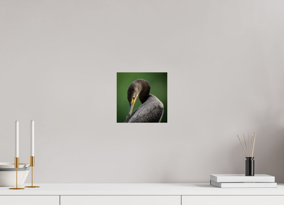 8 x 8″, Fine Art Print on Hahnemühle Baryta Double-crested Cormorant