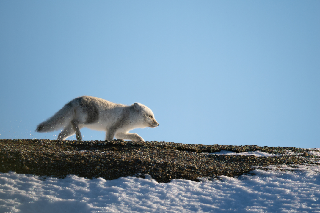 Main image Arctic Fox on Ridge, 15x10
