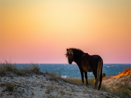 Banker Horse