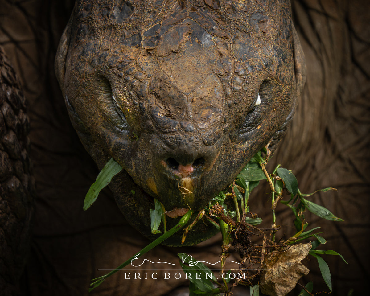 Galapagos Giant Tortoise