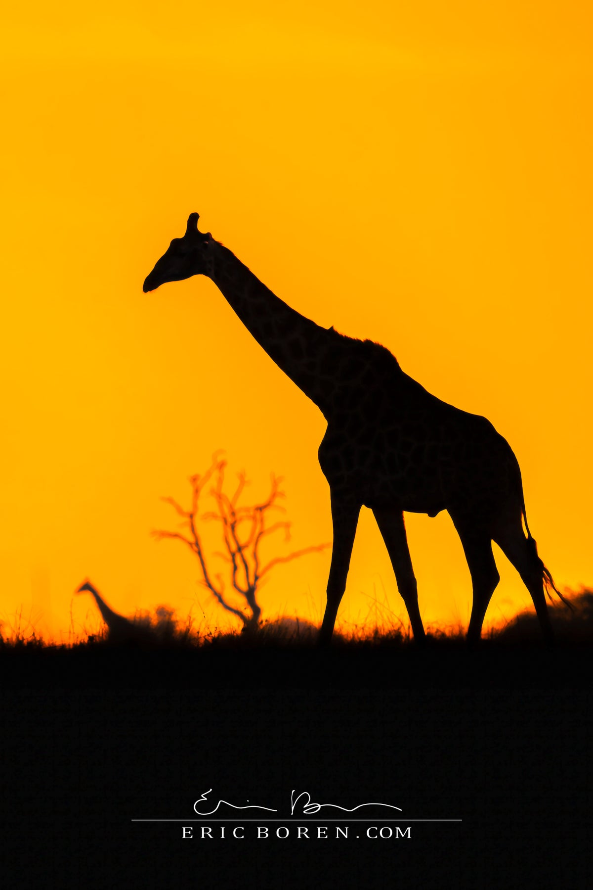 Giraffe Sillhouettes