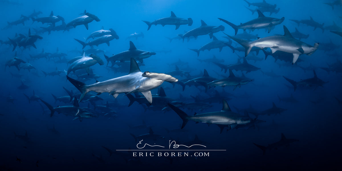 Hammerhead Sharks