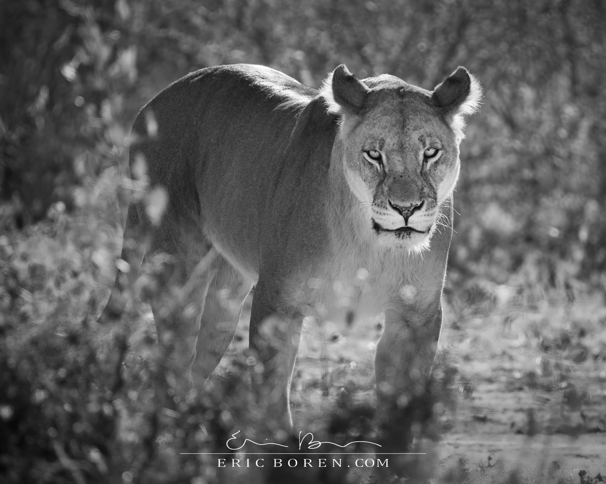 Lioness