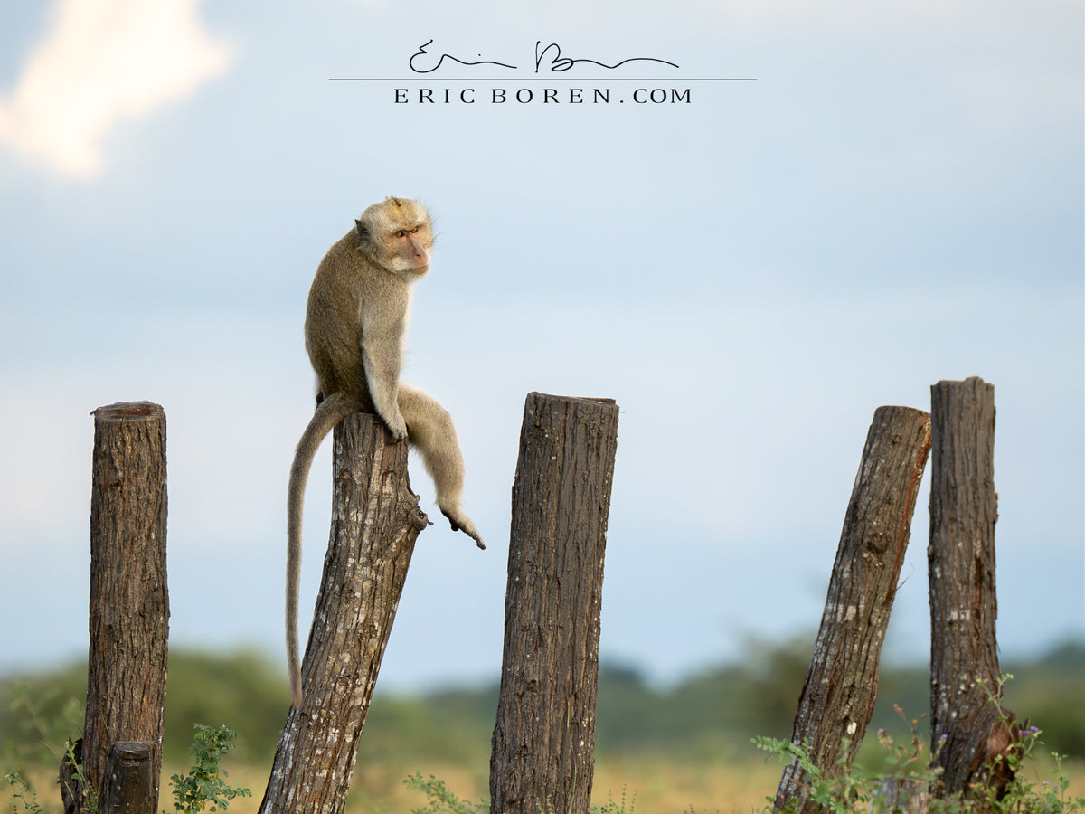 Macaque on the Fence