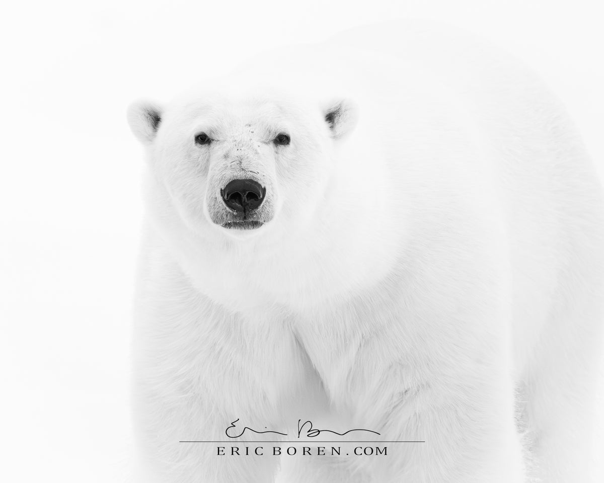 Polar Bear in Monochrome
