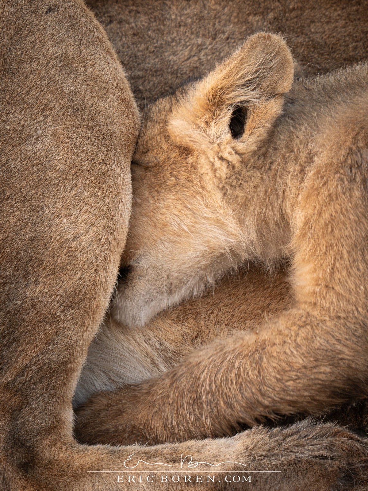 Nursing Cub
