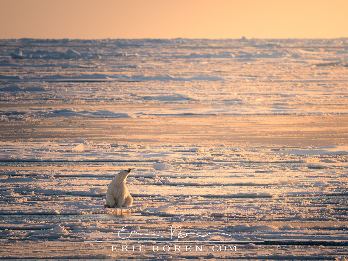 Polar Bear at Sunset