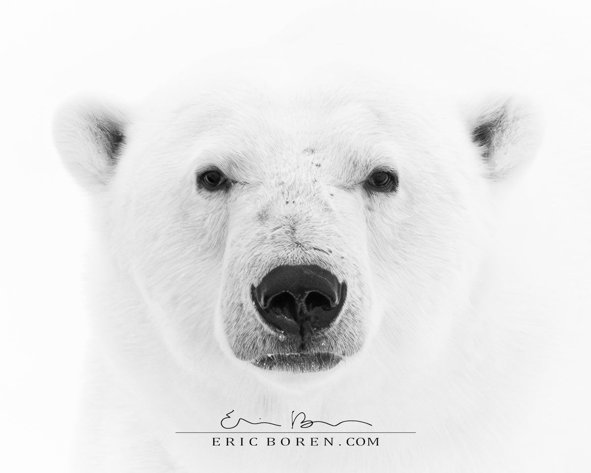 Polar Bear Close-up
