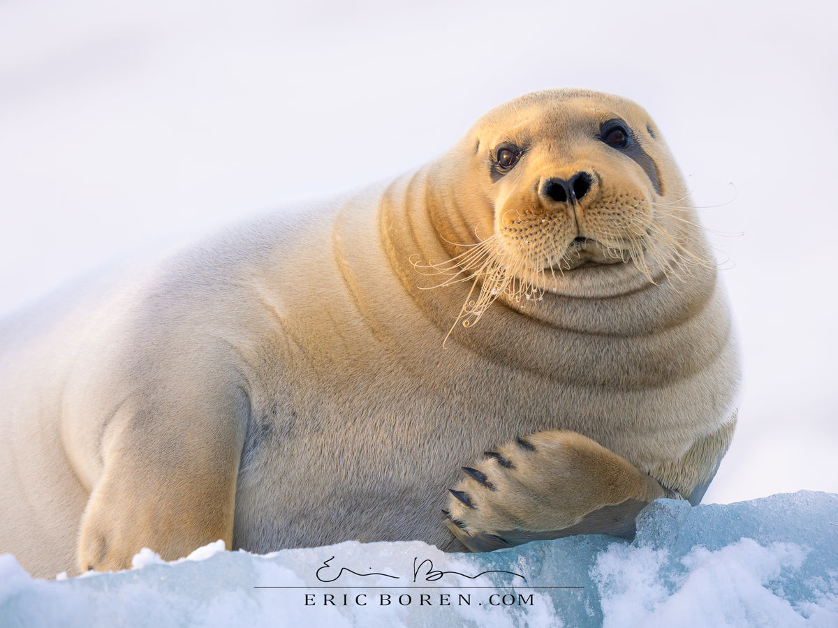 Portrait of a Bearded Seal