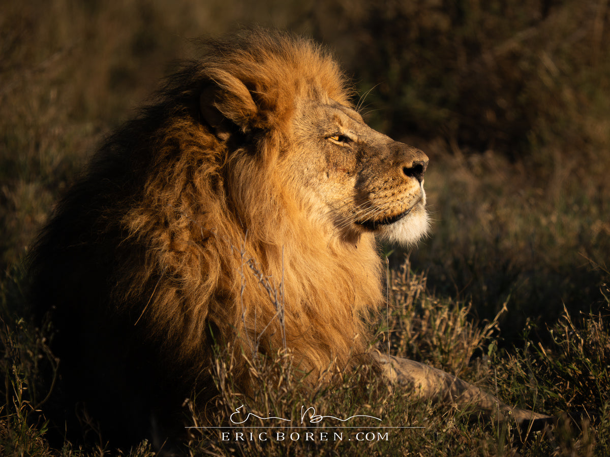 Proud Lion