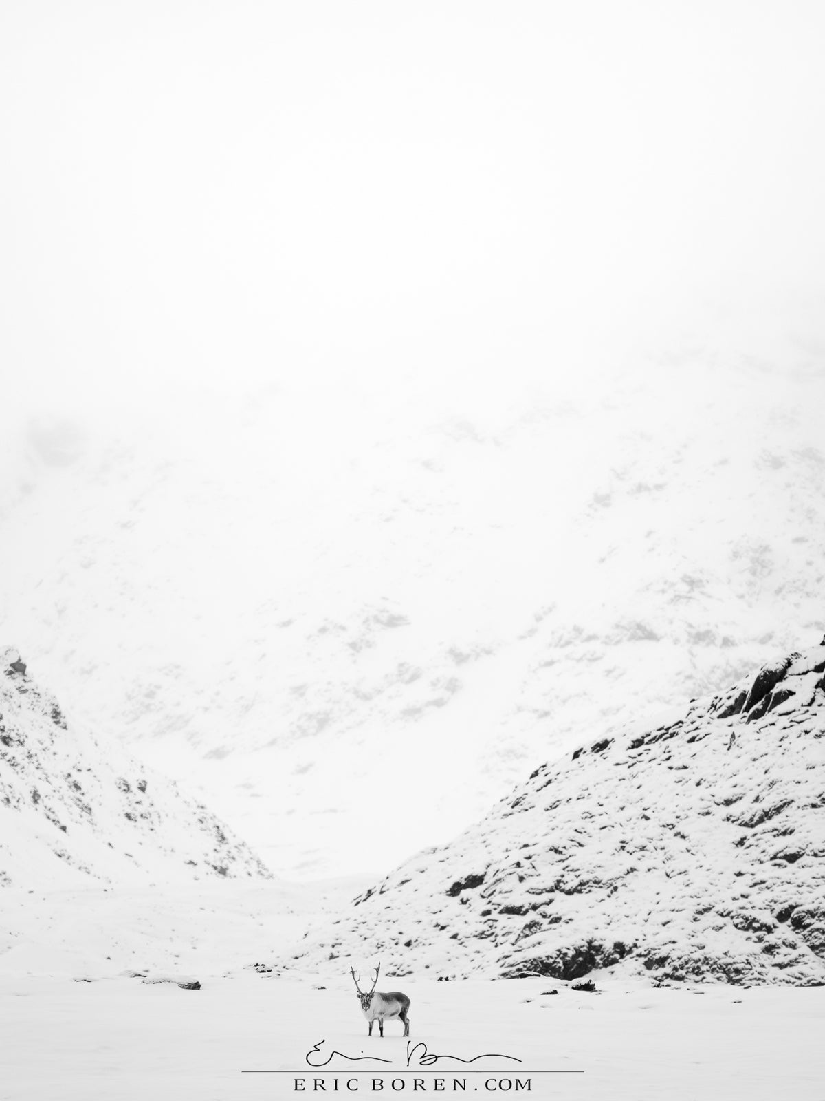 Reindeer in the Mountains
