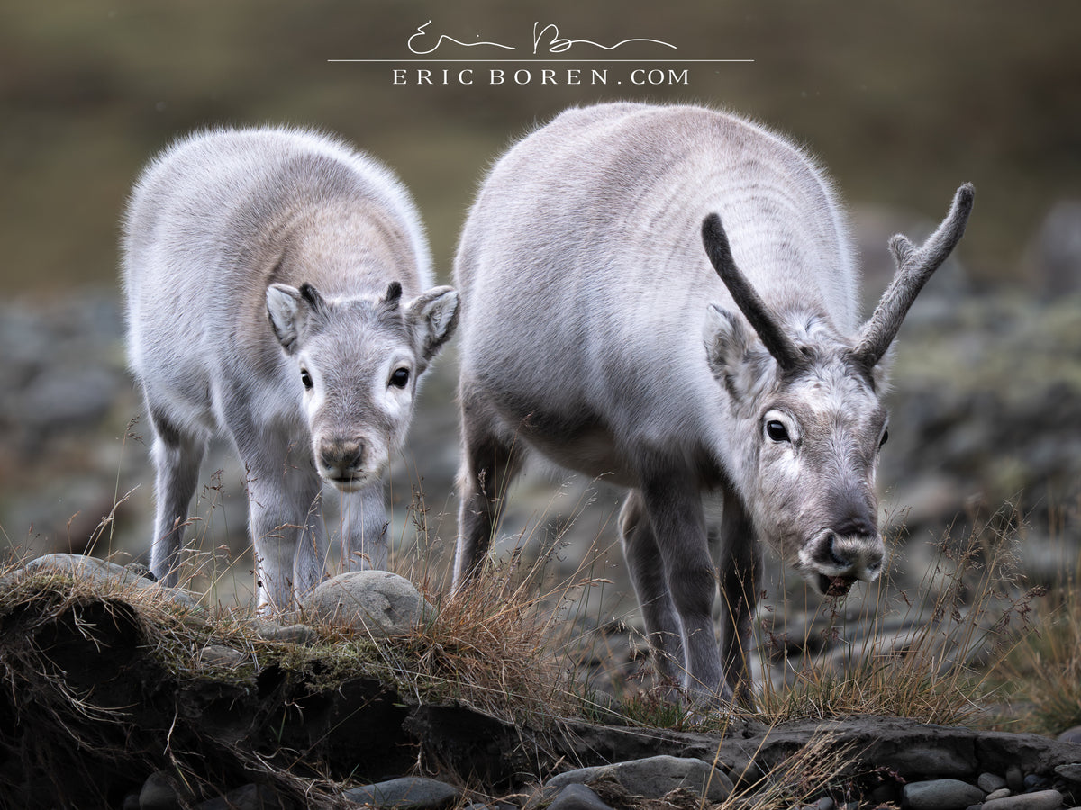 Reindeer Mother and Calf