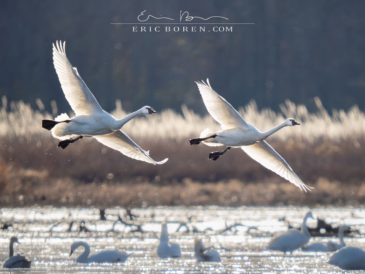 Swans Landing