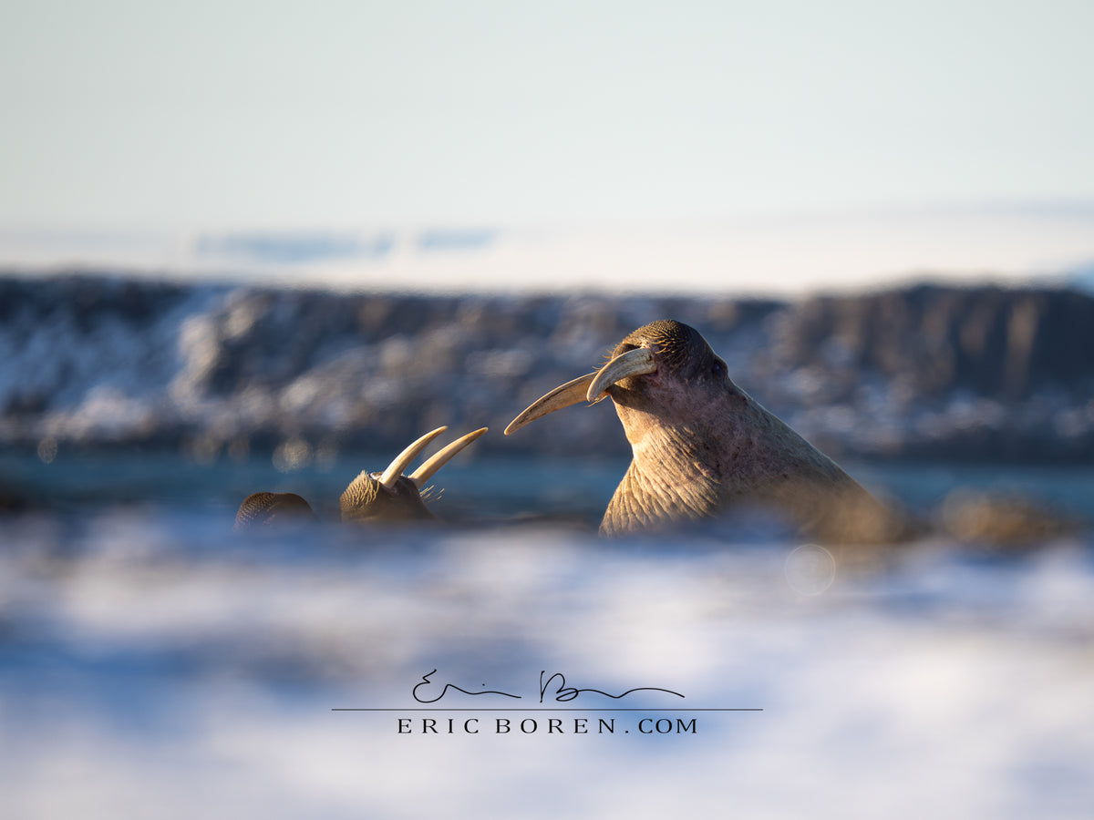 Walrus Sandwich